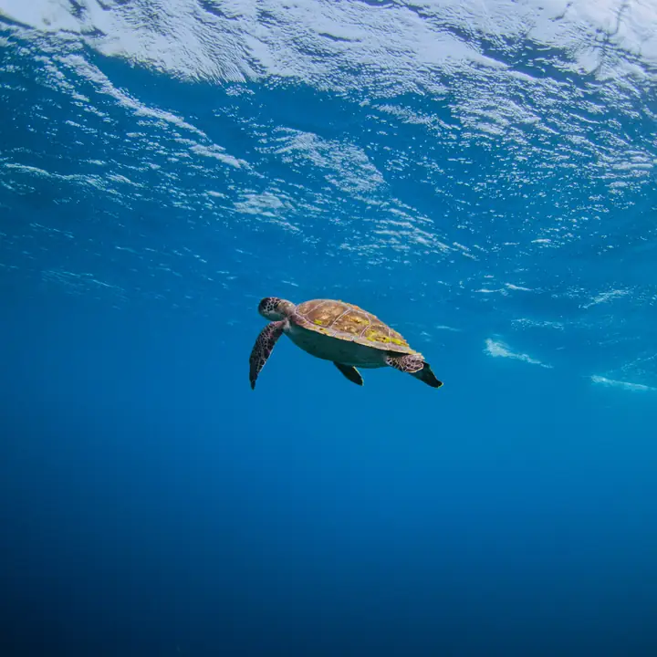 Lo que protegemos: la vida marina del Caribe.